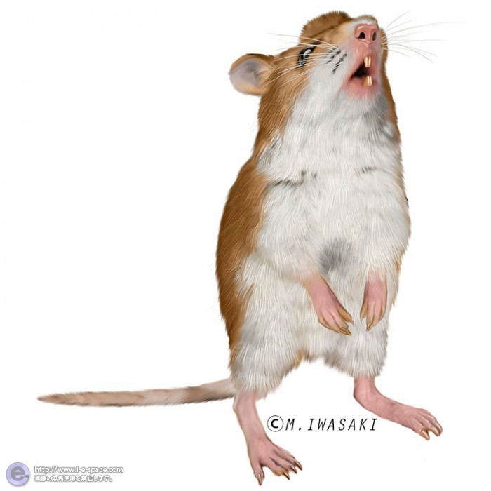 動物リアルイラスト | ネズミとリアルイラストと動物リアルイラストとバッタマウスとマウスのイラスト | イラストレーター検索