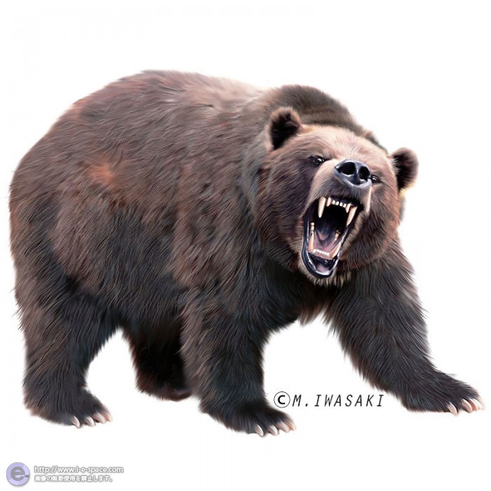 動物リアルイラスト クマとヒグマと熊とネコ目 食肉目 クマ科とエゾヒグマのイラスト イラストレーター検索 Illustrator E Space