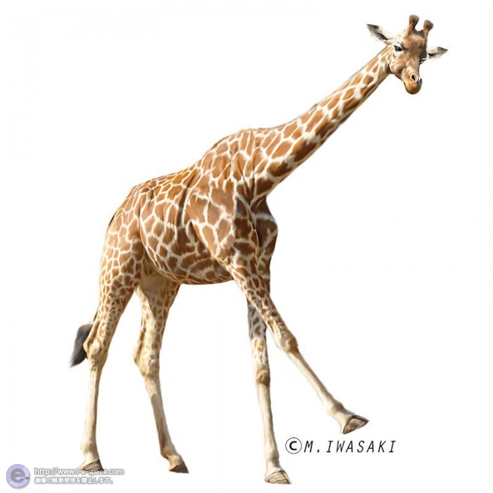 動物リアルイラスト 写実とキリンと鯨偶蹄目キリン科と脊椎動物とアフリカ サバンナのイラスト イラストレーター検索 Illustrator E Space