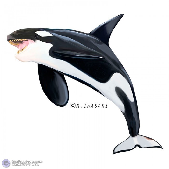 動物リアルイラスト クジラと動物とシャチとクジラ目ハクジラ亜目マイルカ科とイルカの仲間のイラスト イラストレーター検索 Illustrator E Space