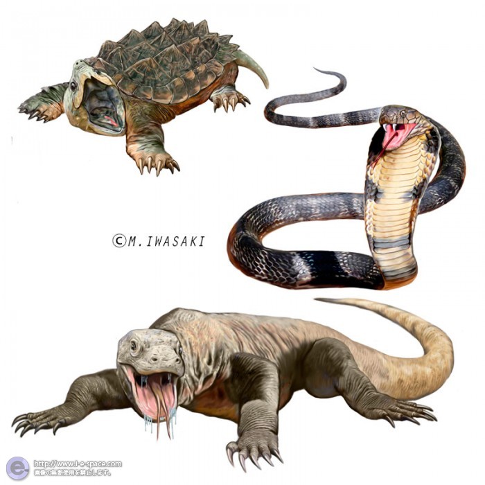 動物リアルイラスト 爬虫類とキングコブラとワニガメとコモドオオトカゲとオオトカゲのイラスト イラストレーター検索 Illustrator E Space