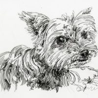 ボールペン画 犬とペン画と動物とペットとボールペン画のイラスト イラストレーター検索 Illustrator E Space