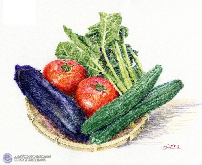 夏野菜 色鉛筆画 サラダとトマトとなすときゅうりと空芯菜のイラスト イラストレーター検索 Illustrator E Space