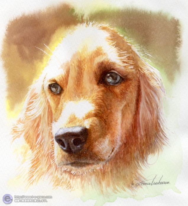 ゴールデンレトリバー 水彩画 オリジナル 犬とアナログと毛並みとペットイラストのイラスト イラストレーター検索 Illustrator E Space