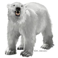 動物リアルイラスト クマとヒグマと熊とネコ目 食肉目 クマ科とエゾヒグマのイラスト イラストレーター検索 Illustrator E Space