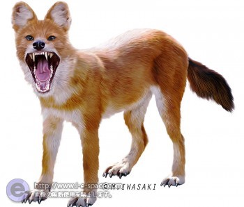 動物　リアルイラスト　動物リアルイラスト　危険生物図鑑　永岡書店