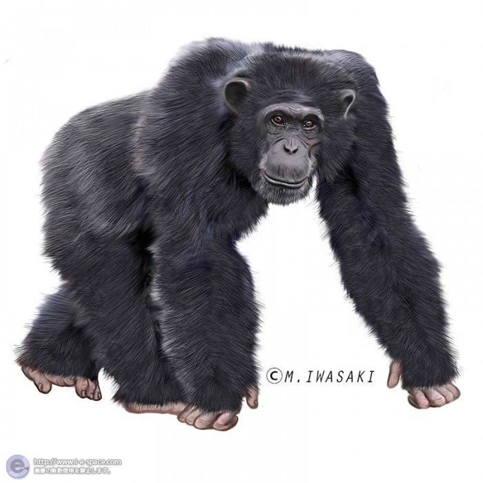 動物リアルイラスト サルとチンパンジーと哺乳綱サル目と霊長目と類人猿のイラスト イラストレーター検索 Illustrator E Space
