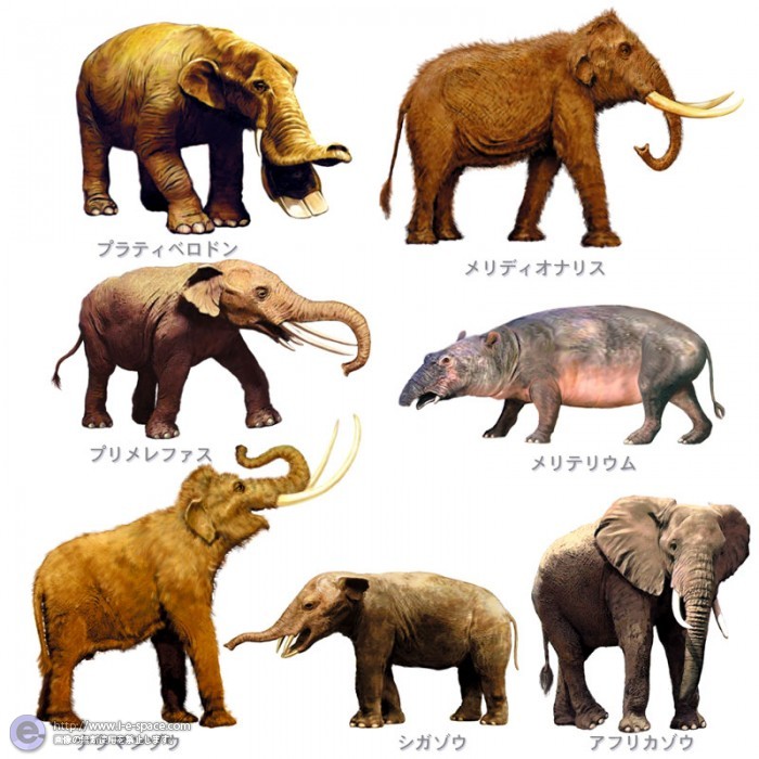 ゾウの進化ページから一部抜粋 古生物とほ乳類のイラスト イラストレーター検索 Illustrator E Space