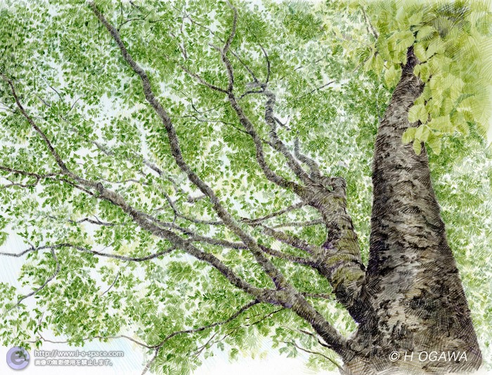 色鉛筆画 樹木と色鉛筆画とcoloredpencilのイラスト イラストレーター検索 Illustrator E Space
