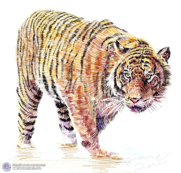 虎水辺 猫と動物とリアルと虎と色鉛筆のイラスト イラストレーター検索 Illustrator E Space