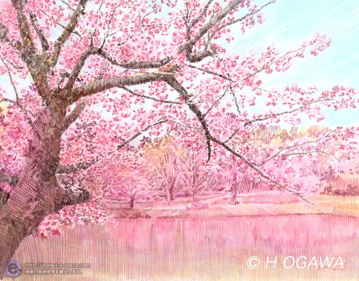 称名寺桜 色鉛筆 風景と手描きと桜と春と色鉛筆のイラスト イラストレーター検索 Illustrator E Space