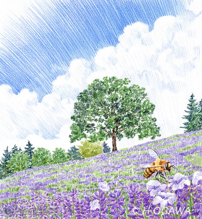 ラベンダー畑 色鉛筆画 花と風景と自然とミツバチと色鉛筆のイラスト イラストレーター検索 Illustrator E Space