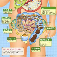 からだのなかポスター（下部）