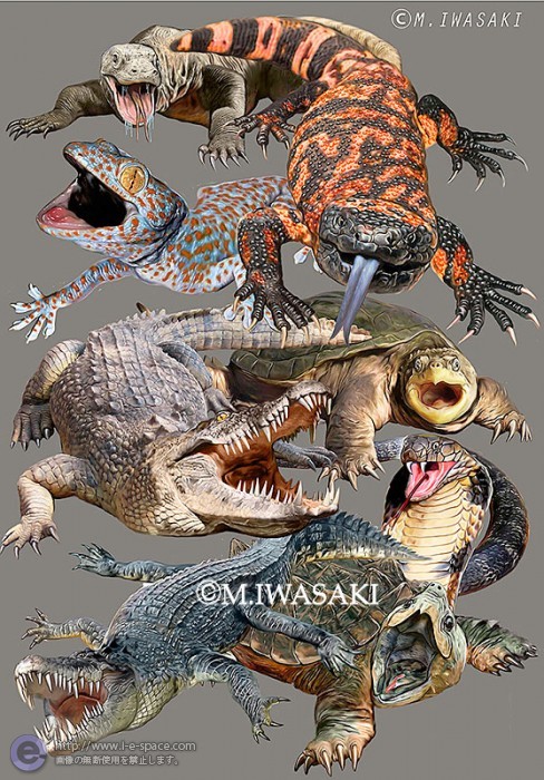 動物リアルイラスト 爬虫類 リアルイラストと動物リアルイラストとワニと爬虫類とドクトカゲのイラスト イラストレーター検索 Illustrator E Space