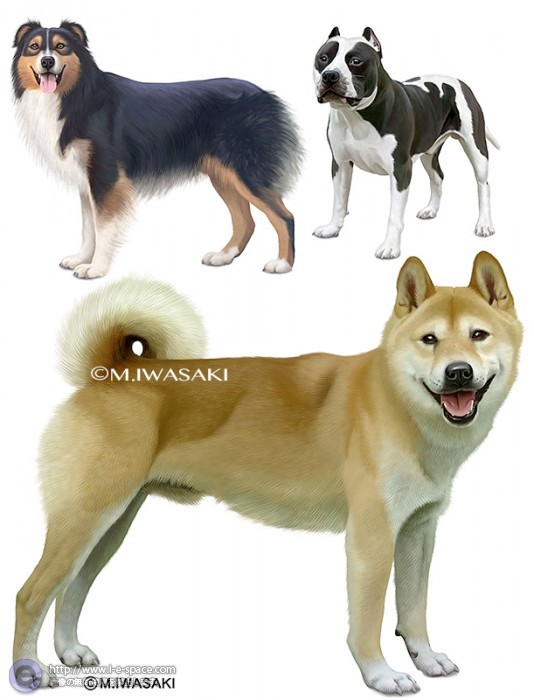 動物リアルイラスト 犬 犬とリアルイラストと動物と動物リアルイラストと柴犬のイラスト イラストレーター検索 Illustrator E Space