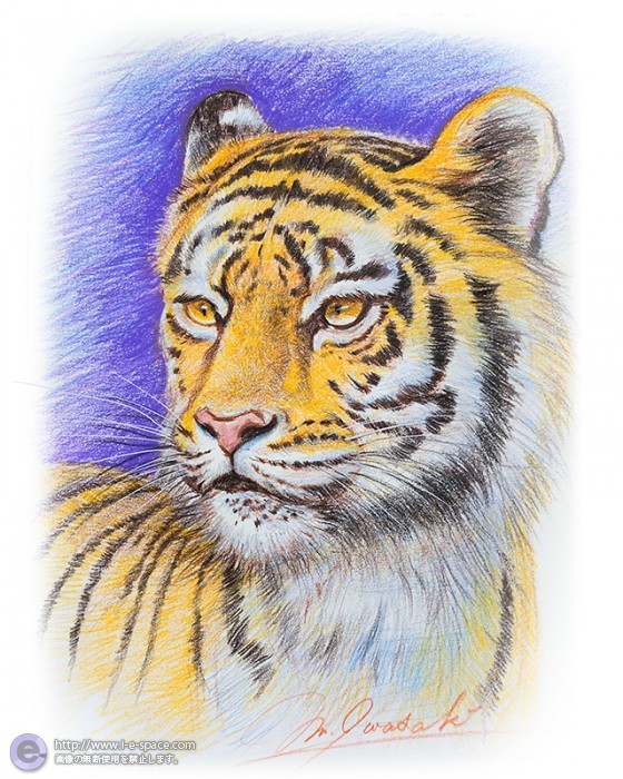 動物リアルイラスト 色鉛筆 トラ トラと動物イラストと鉛筆画と色鉛筆と色鉛筆画のイラスト イラストレーター検索 Illustrator E Space