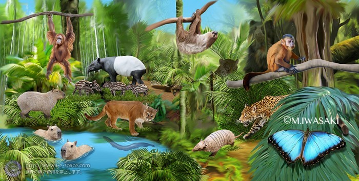 動物イラスト アマゾンの生物1 リアルイラストとサルと動物リアルイラストとヒョウとナマケモノのイラスト イラストレーター検索 Illustrator E Space