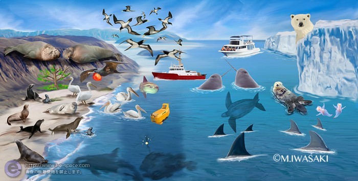 動物リアルイラスト 海の生物 リアルイラストと動物と動物リアルイラストとアザラシとシロクマのイラスト イラストレーター検索 Illustrator E Space