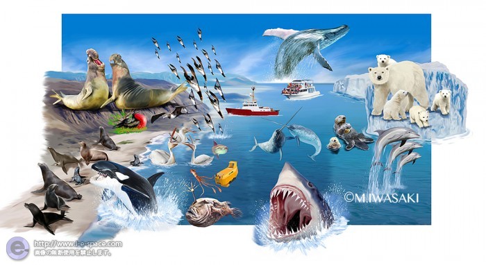 動物リアルイラスト 海の生物2 リアルイラストと動物リアルイラストとアザラシとシロクマとサメのイラスト イラストレーター検索 Illustrator E Space