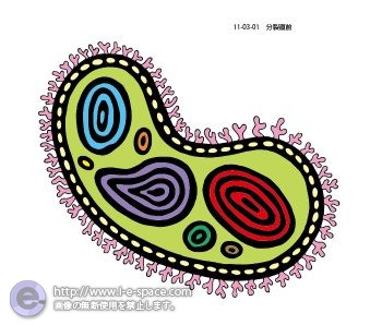 分裂直前