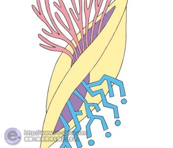 貝