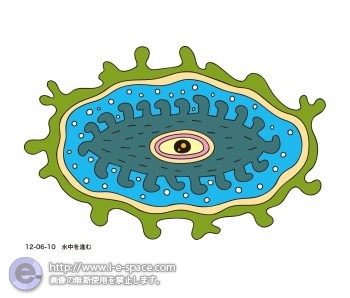 水中を進む