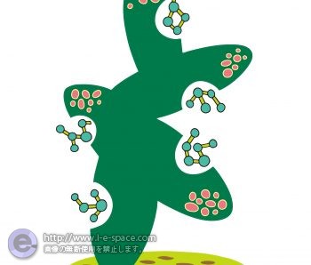 新しい種